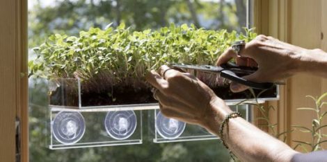 Growing Microgreens In a Windowsill